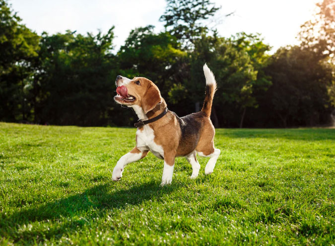 Cachorro gosta de ventilador? 3 cão no parque