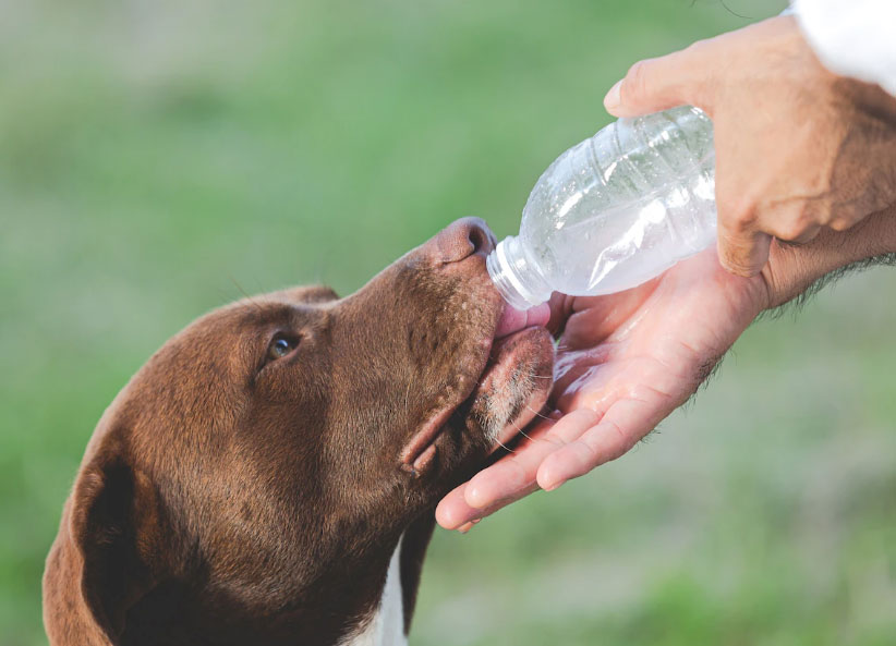 cão bebendo água