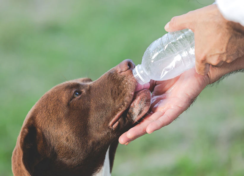 sede excessiva em cães