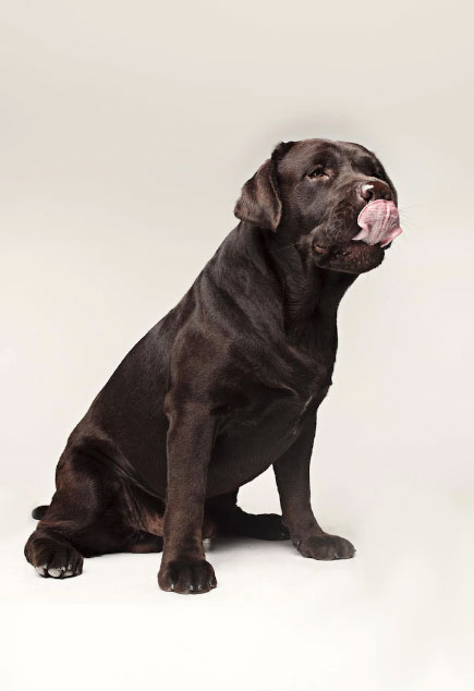 Cachorro lambendo a parede - Por que eles fazem isso? 1 cão com a língua de fora