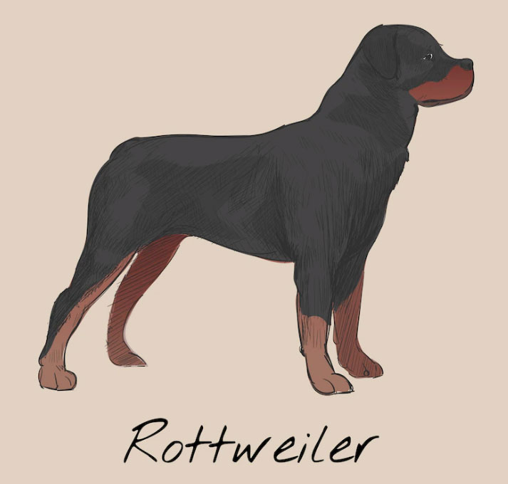 Como dar banho em Rottweiler? Entenda! 2 cão de grande porte