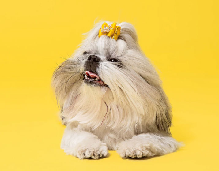 Como dar banho em Shih-Tzu? Entenda! 3 como dar banho em Shih-Tzu