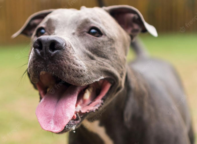 como dar banho em pitbull