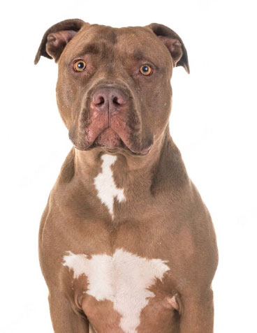 como dar banho em pitbull