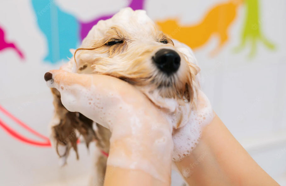 cão no banho e tosa