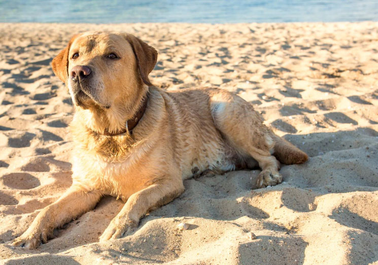cão na praia
