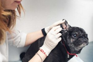 Veterinário limpando as orelhas do cachorro Foto: Freepik
