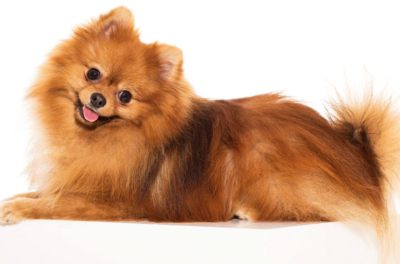 cão lulu da pomerânia