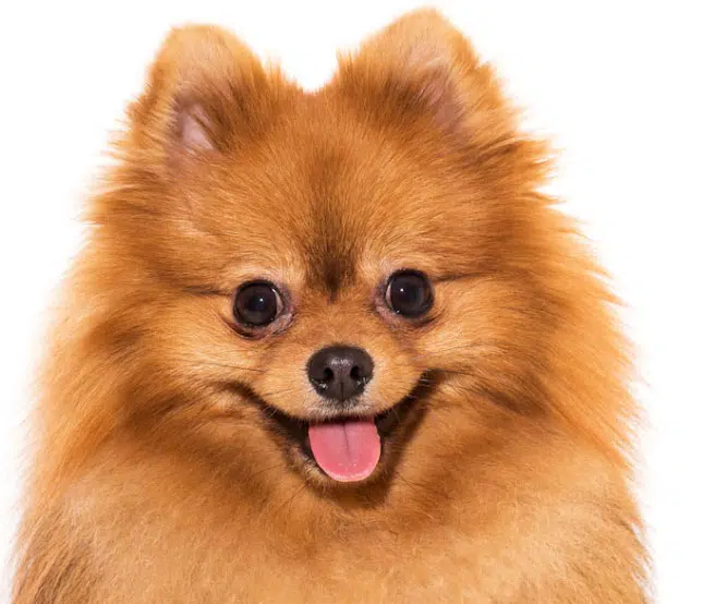 cão lulu da pomerânia