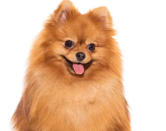 cão lulu da pomerânia