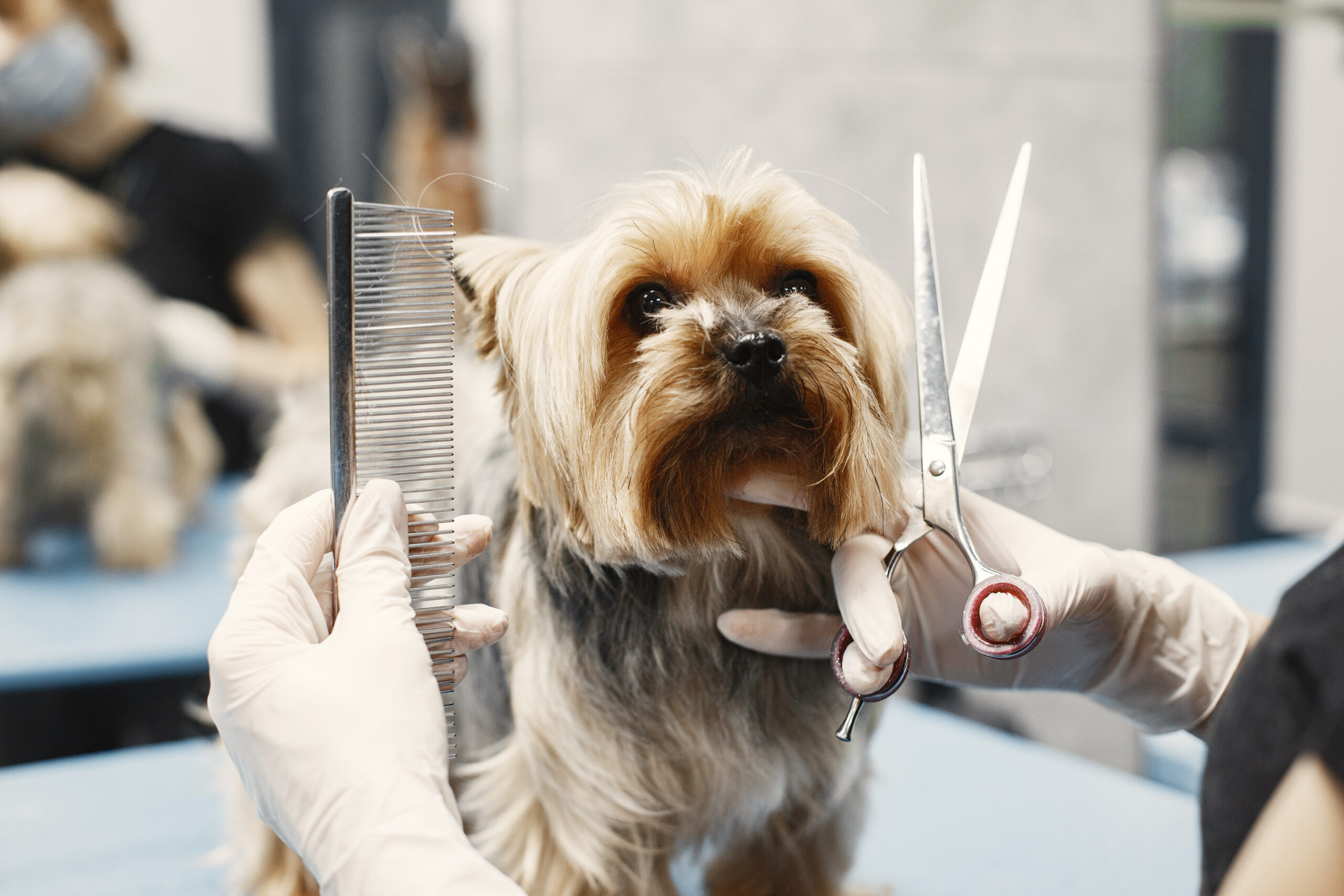 Cães com barba ou bigode