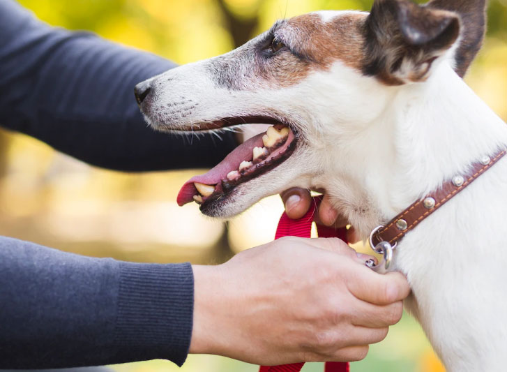 Apito para cachorro parar de latir