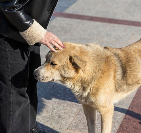 cão adestrado