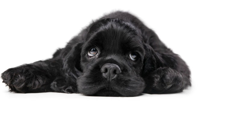 cão triste