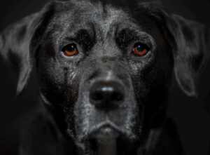 Cão com olhar profundo - Foto: Freepik