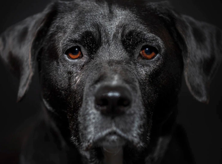 Cachorro está triste e quieto