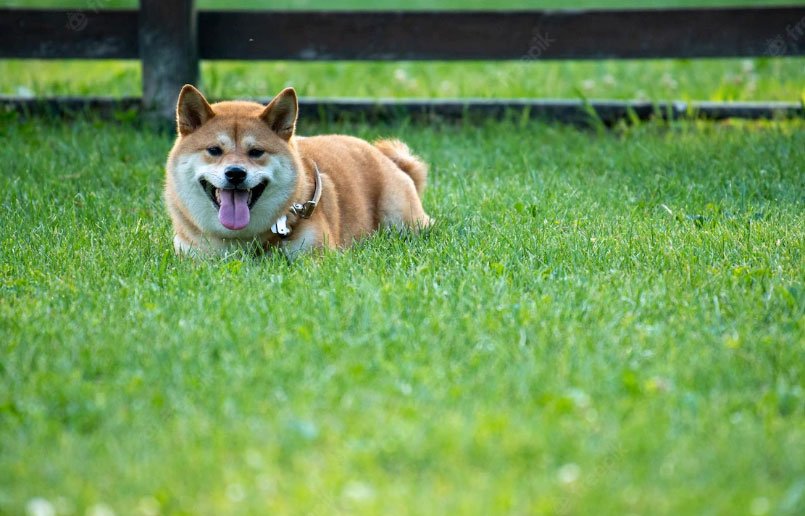 Cachorro fugindo de casa