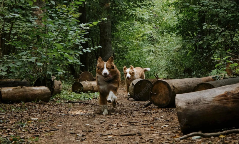 cão correndo na floresta