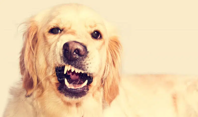 Tenho um cão possessivo: o que fazer? 1 Cachorro latindo pro nada