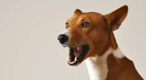Cães ansiosos tendem a latir para o nada - Foto: Freepik