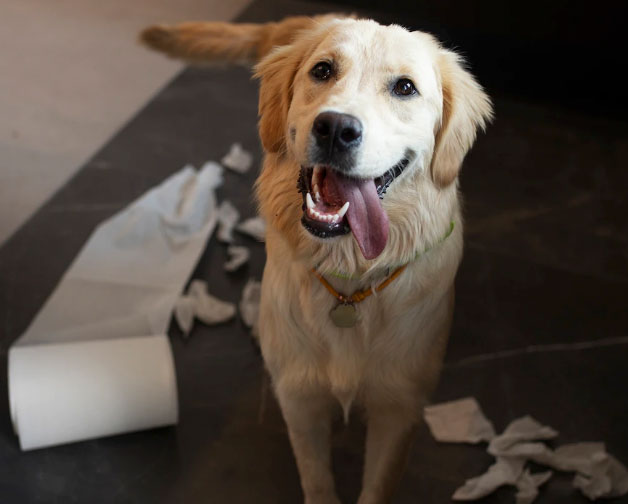 cão roeu o papel