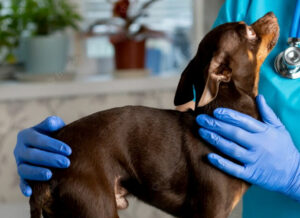 Se o ouvido do cachorro molhar, procure ajuda veterinária - Foto: Freepik