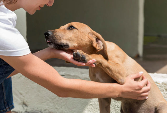 cachorro não para de chorar