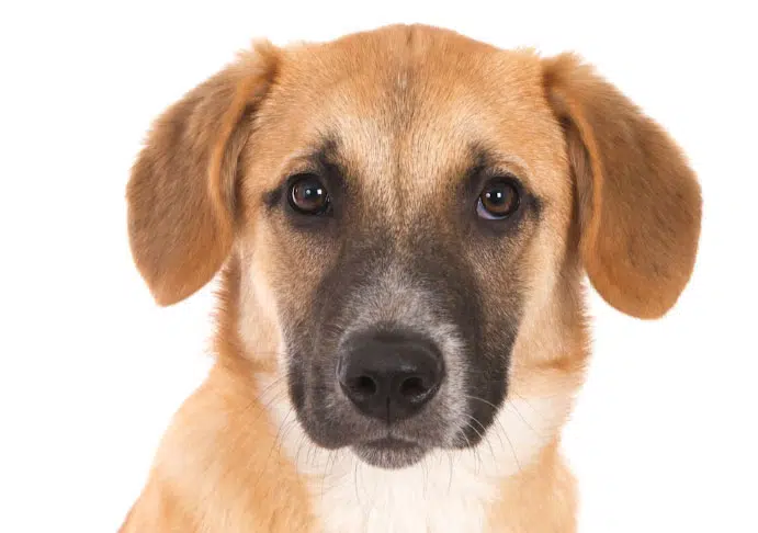 Quantos anos vive um cachorro vira lata? Entenda! 1 Quantos anos vive um cachorro vira lata
