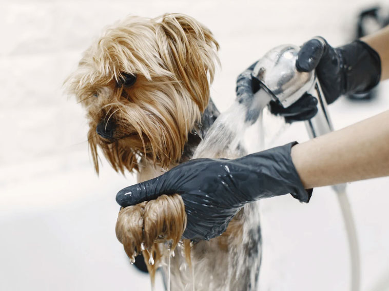 lavando o cachorro
