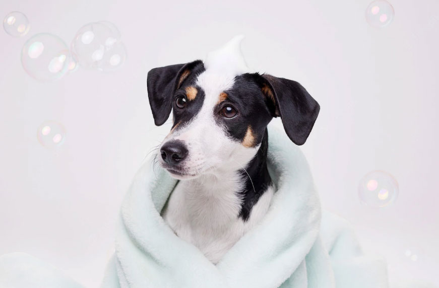 banhos exagerados em cachorro