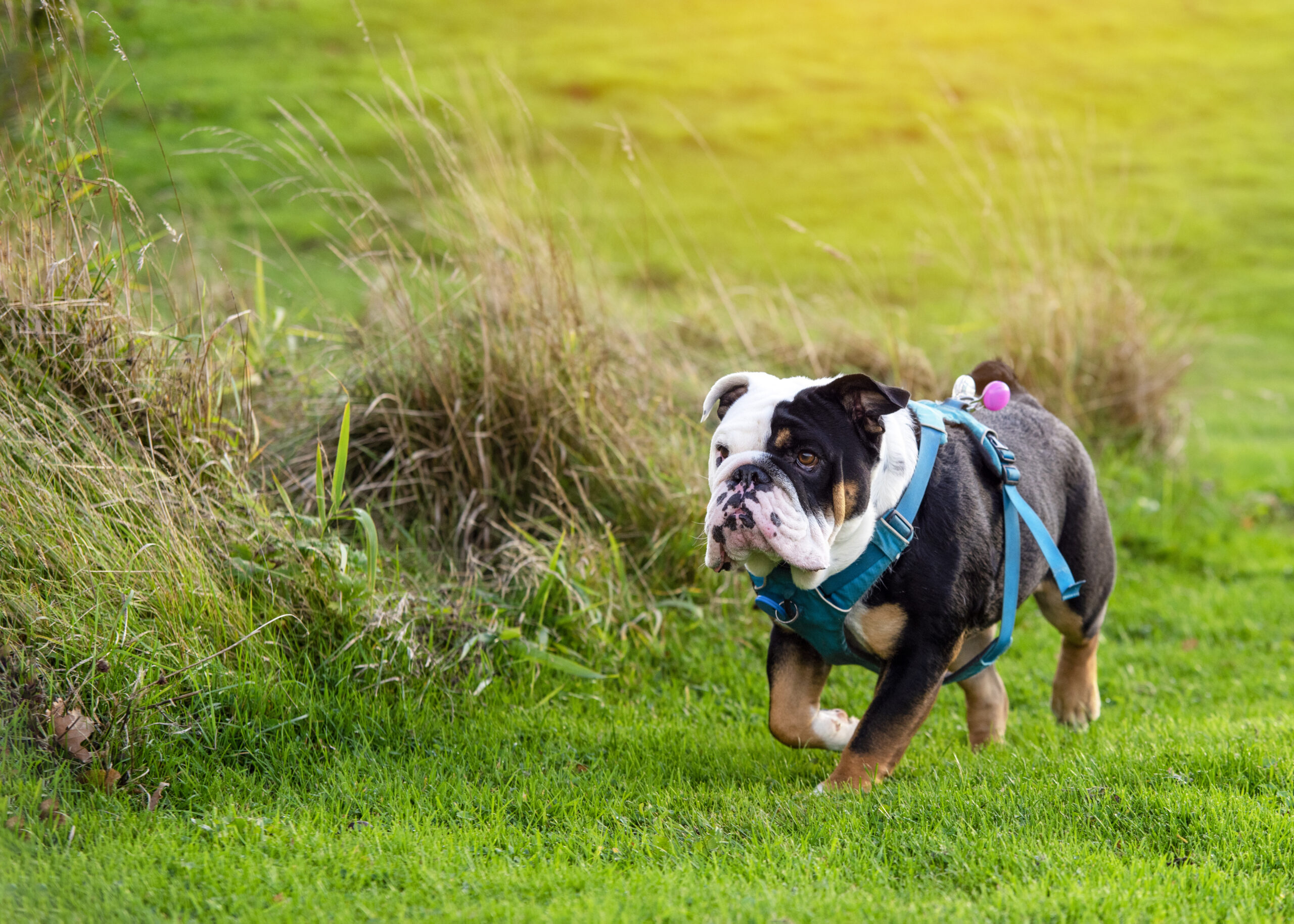 raças de cães com mandíbulas fortes