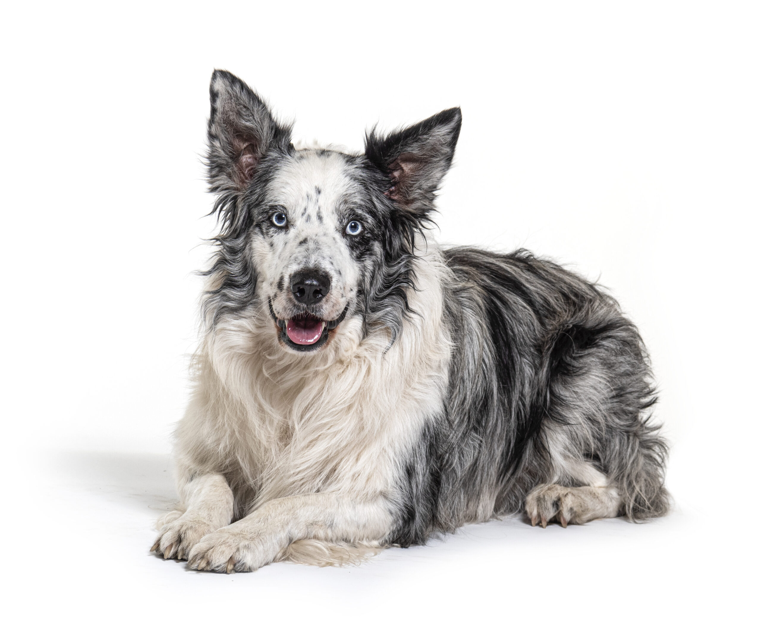 blue eyed blue merle border collie, isolated on white