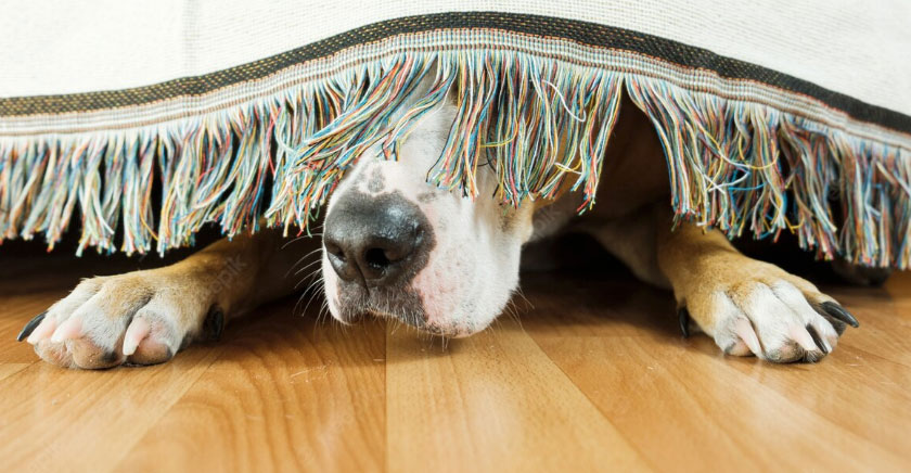 cão escondido