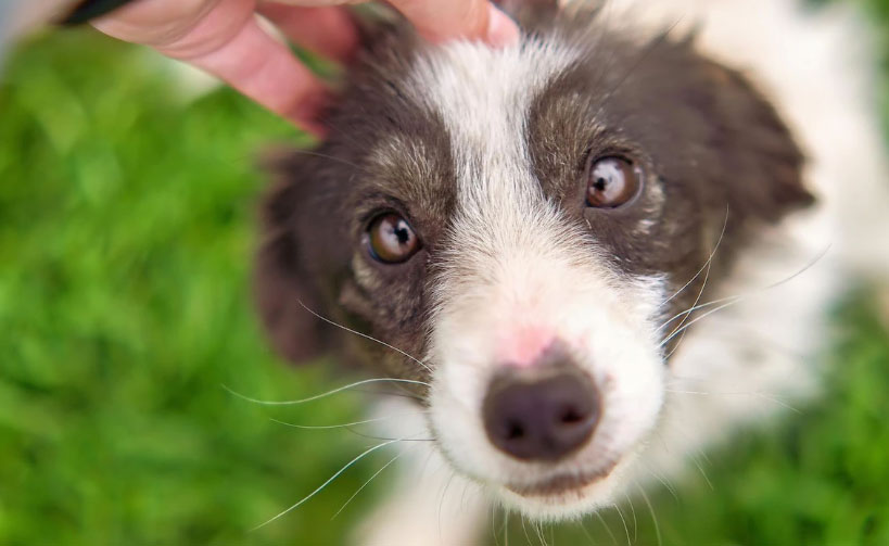 calmante para cachorro que late muito