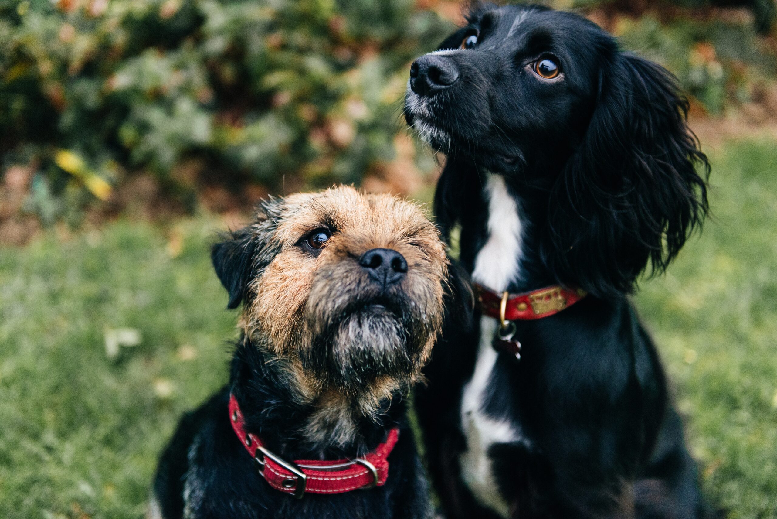 Cães com barba ou bigode