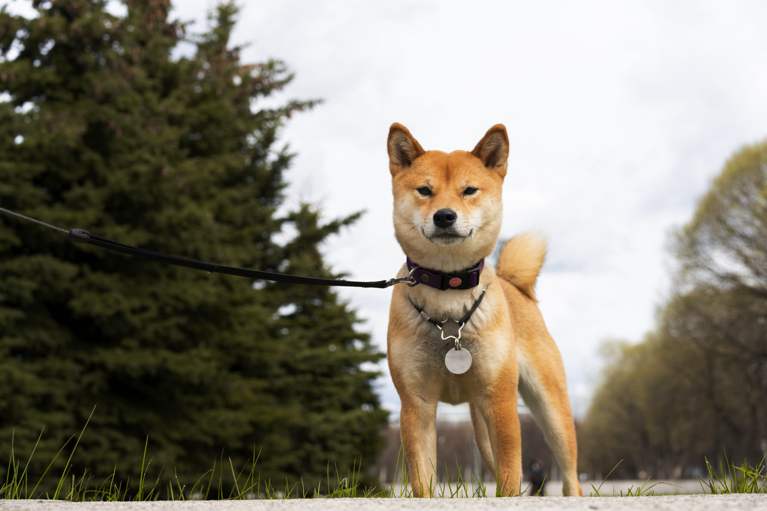 low-angle-cute-shiba-inu-dog