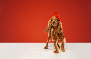New Year's gift. English cocker spaniel young dog is posing. Cute playful brown doggy or pet is sitting on white floor isolated on red background. Concept of motion, action, movement, pets love.