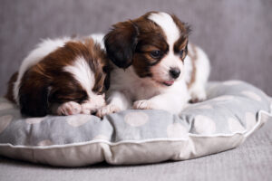 small breed puppies Papillon sweetly sleeping on pillow