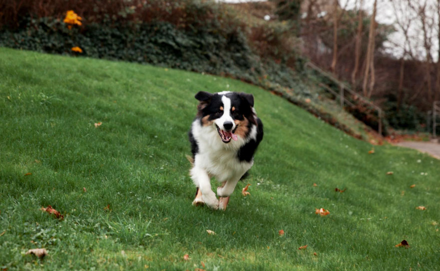 15 curiosidades sobre a raça Border Collie!