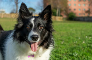 Belo cão no parque - Foto: Freepik
