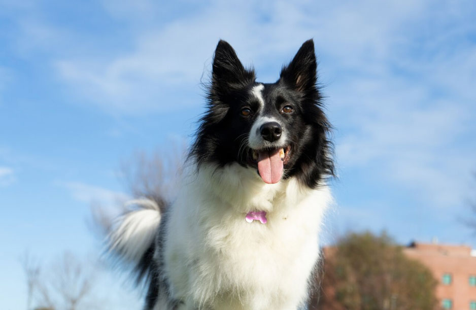 15 curiosidades sobre a raça Border Collie!