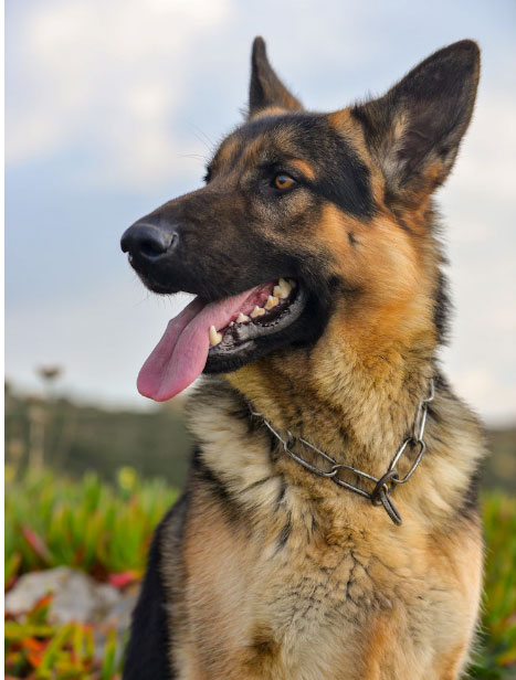 cachorro está com metástase