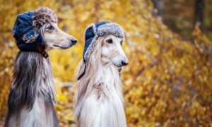 Dois cães - Foto: Freepik