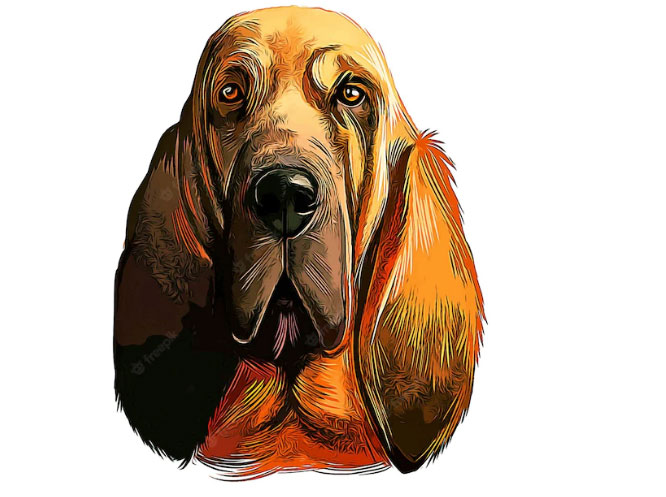 Curiosidades sobre a raça Bloodhound