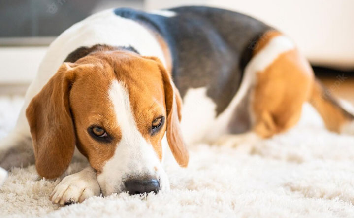 cão deitado