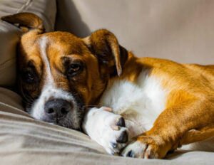 Cão deitado no sofá - Foto: Freepik