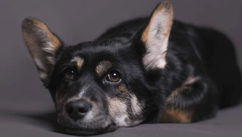 Doenças que deixam o cachorro triste