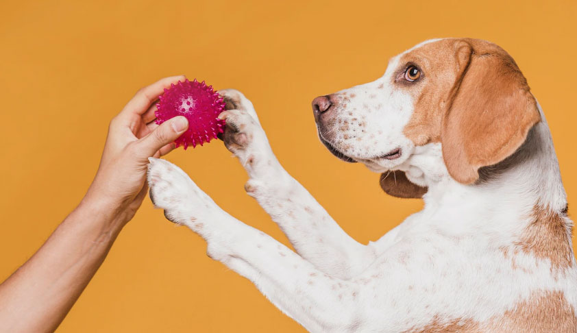 Brinquedos para cachorros que ficam sozinhos: Confira as dicas! 4 brinquedos para cachorros que ficam sozinhos