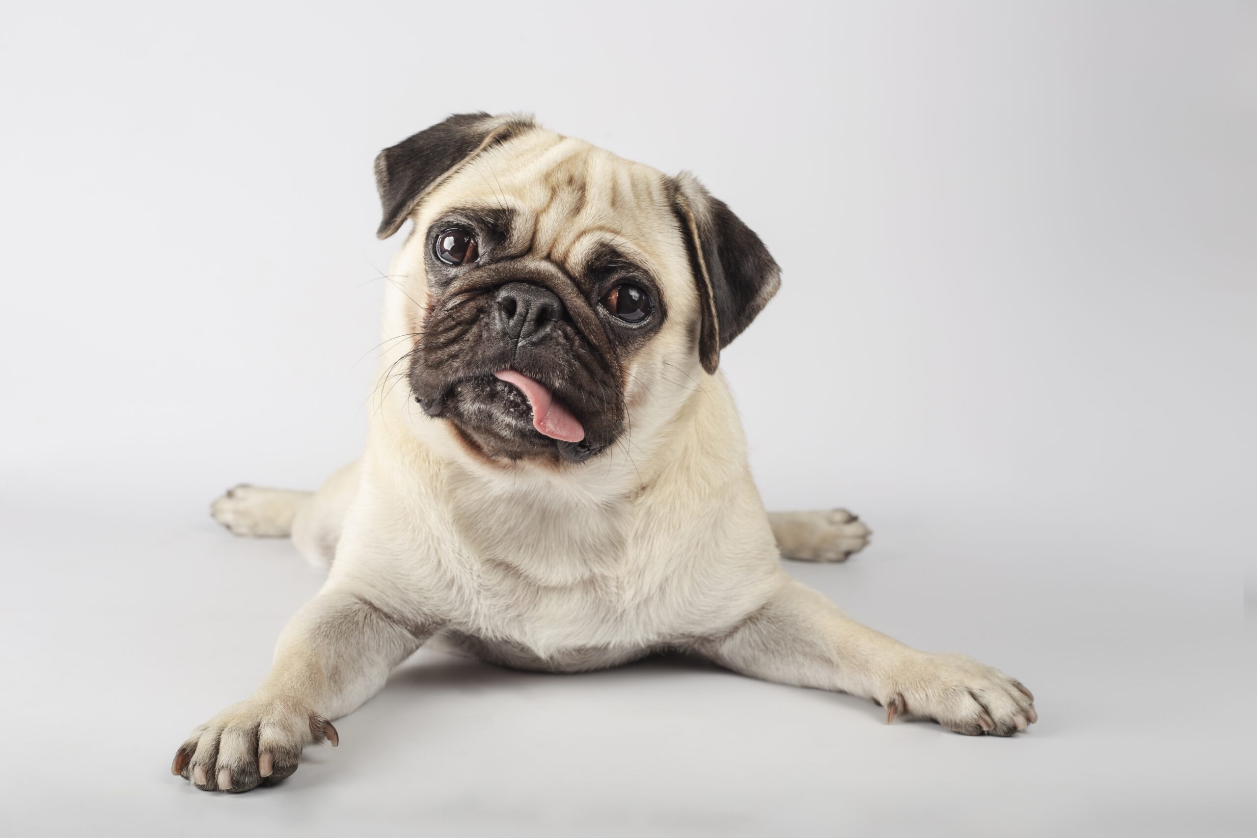 Closeup shot of a curious pug on a gray background