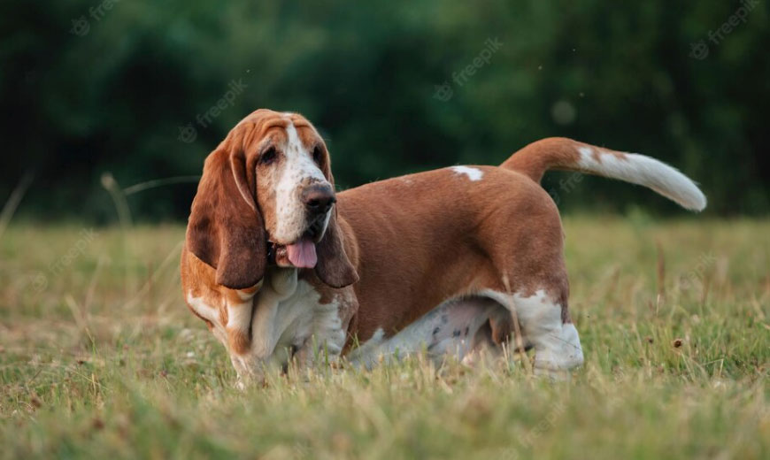 curiosidades sobre a raça basset hound